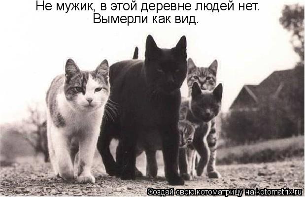 Не мужик, в этой деревне людей нет. Вымерли как вид.... Котоматрица: Не мужик, в этой деревне людей нет. Вымерли как вид.
