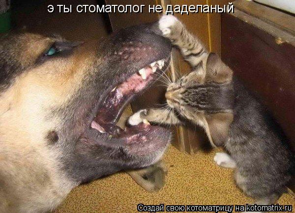 Слыш ты стоматолог не даделаный э ты стоматолог не даделаный... Котоматрица: Слыш ты стоматолог не даделаный э ты стоматолог не даделаный