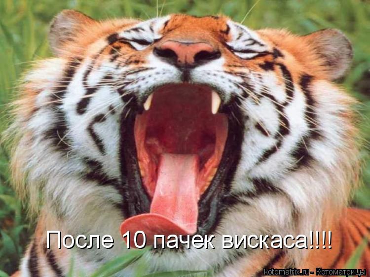 После 10 пачек вискаса!!!!... Котоматрица: После 10 пачек вискаса!!!!