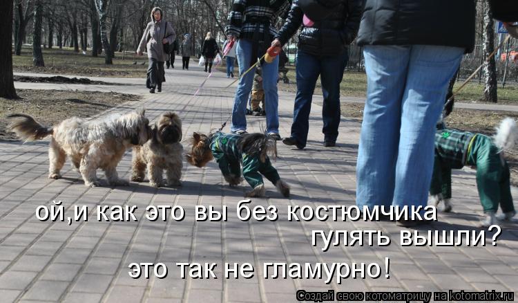 ой,и как это вы без костюмчика гулять вышли? это так не гламурно!... Котоматрица: ой,и как это вы без костюмчика гулять вышли? это так не гламурно!