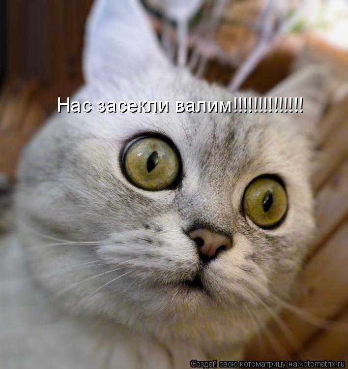 Нас засекли валим!!!!!!!!!!!!!!... Котоматрица: Нас засекли валим!!!!!!!!!!!!!!