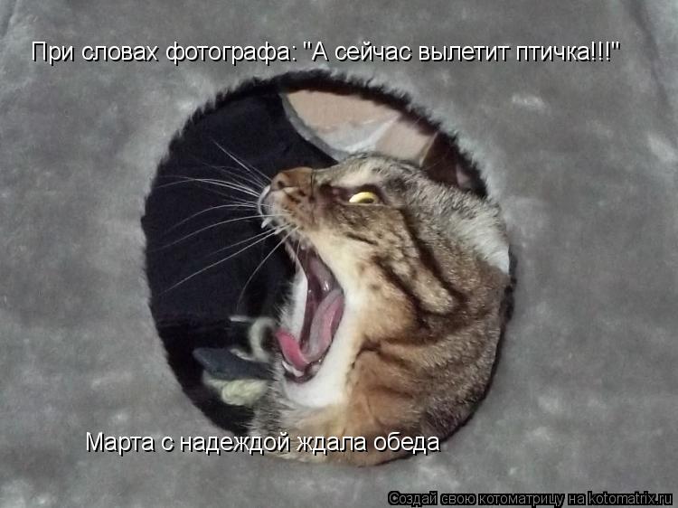При словах фотографа: "А сейчас вылетит птичка!!!" Марта с надеждой ждала обеда... Котоматрица: При словах фотографа: "А сейчас вылетит птичка!!!" Марта с надеждой ждала обеда