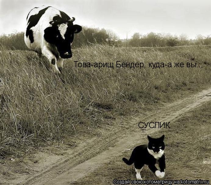 СУСЛИК Това-арищ Бендер, куда-а же вы...... Котоматрица: СУСЛИК Това-арищ Бендер, куда-а же вы...