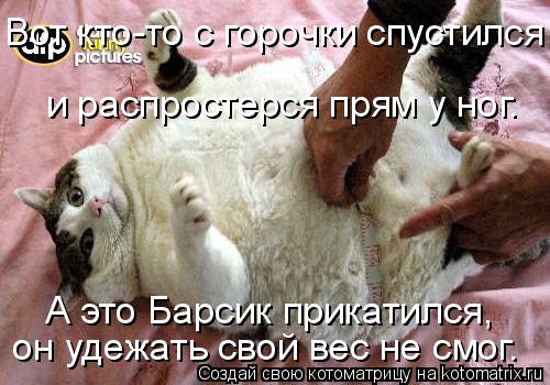 Вот кто-то с горочки спустился и распростерся прям у ног. А это Барсик прикатился, он удежать свой ... Котоматрица: Вот кто-то с горочки спустился и распростерся прям у ног. А это Барсик прикатился, он удежать свой вес не смог.