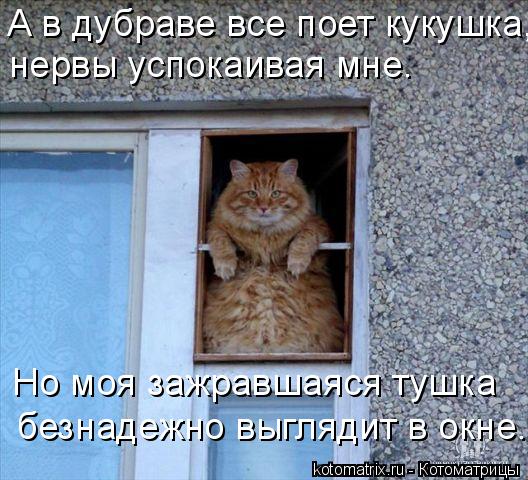 А в дубраве все поет кукушка, нервы успокаивая мне. Но моя зажравшаяся тушка безнадежно выглядит в о... Котоматрица: А в дубраве все поет кукушка, нервы успокаивая мне. Но моя зажравшаяся тушка безнадежно выглядит в окне.