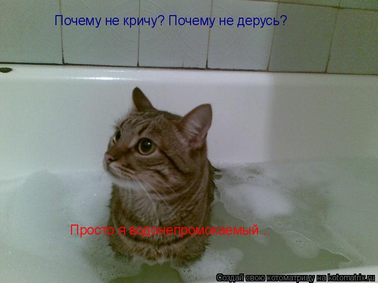 Почему не кричу? Почему не дерусь? Просто я водонепромокаемый...... Котоматрица: Почему не кричу? Почему не дерусь? Просто я водонепромокаемый...