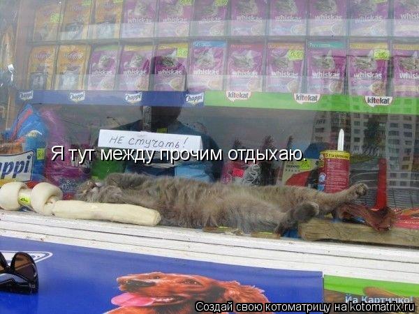 Я тут между прочим отдыхаю.... Котоматрица: Я тут между прочим отдыхаю.