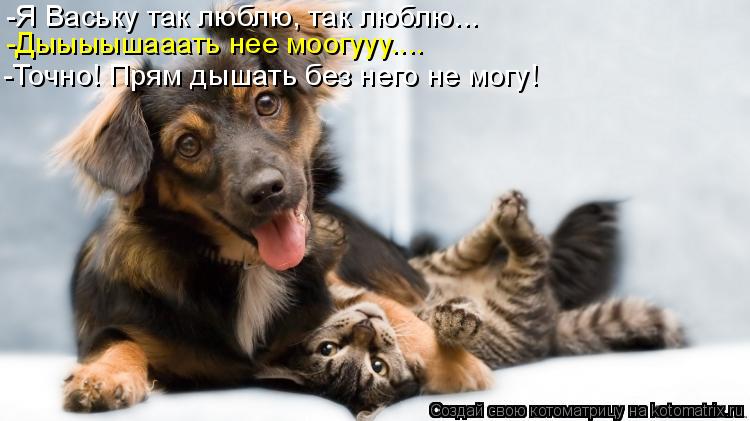 -Я Ваську так люблю, так люблю... -Дыыыышааать нее моогууу.... -Точно! Прям дышать без него не могу!... Котоматрица: -Я Ваську так люблю, так люблю... -Дыыыышааать нее моогууу.... -Точно! Прям дышать без него не могу!