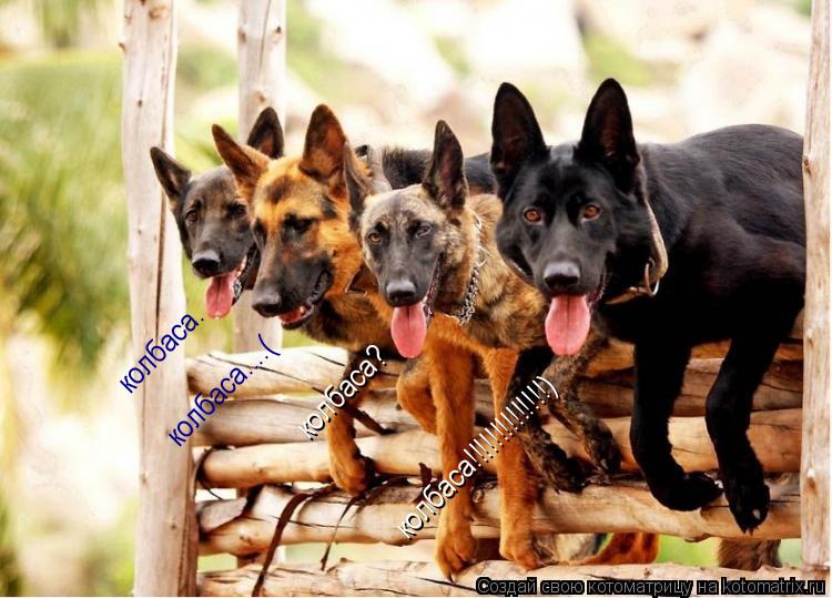 колбаса. колбаса. колбаса....( колбаса? колбаса!!!!!!!!!!!!!!)... Котоматрица: колбаса. колбаса. колбаса....( колбаса? колбаса!!!!!!!!!!!!!!)