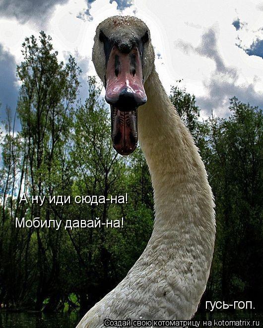 А ну иди сюда-на! Мобилу давай-на! гусь-гоп.... Котоматрица: А ну иди сюда-на! Мобилу давай-на! гусь-гоп.