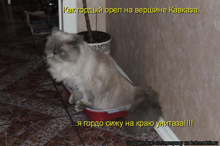 Как гордый орел на вершине Кавказа... ...я гордо сижу на краю унитаза!!!!... Котоматрица: Как гордый орел на вершине Кавказа... ...я гордо сижу на краю унитаза!!!!