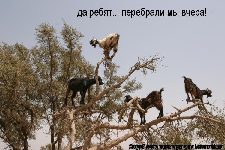 да ребят... перебрали мы вчера!... Котоматрица: да ребят... перебрали мы вчера!