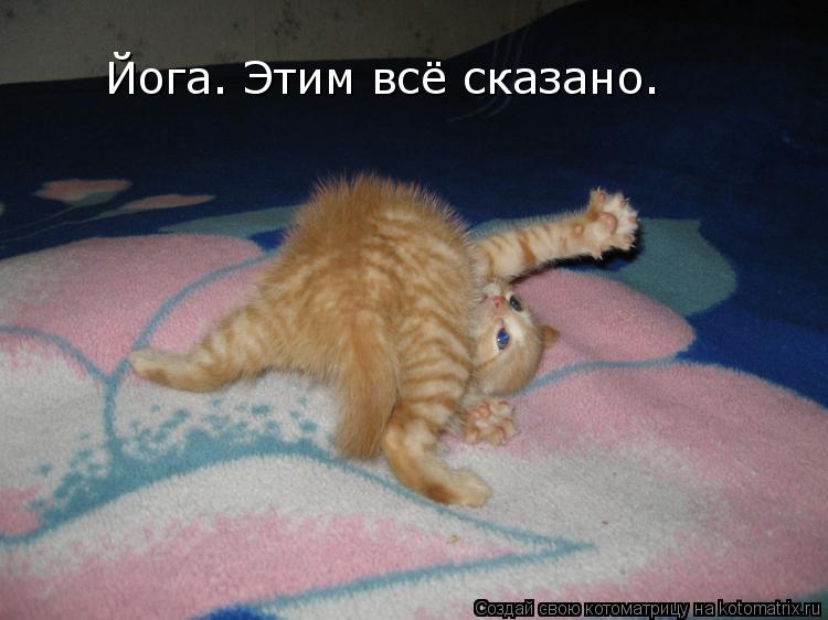 Йога. Этим всё сказано.... Котоматрица: Йога. Этим всё сказано.