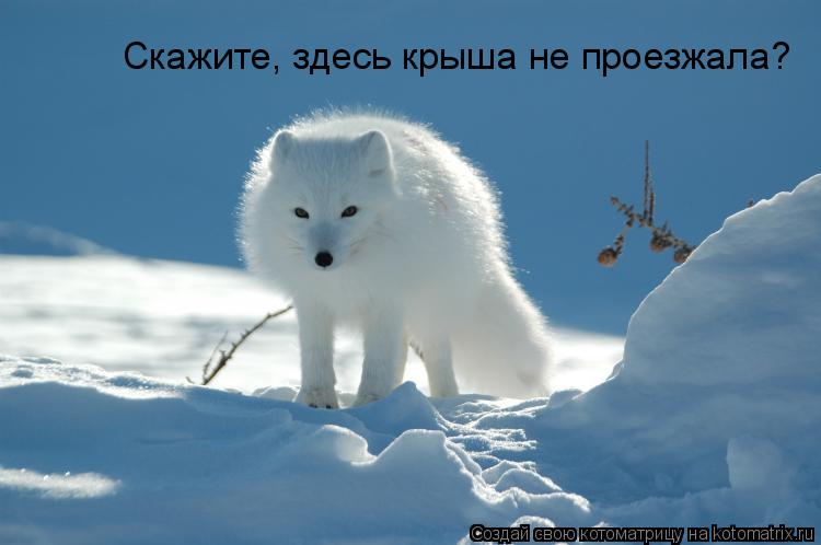 Скажите, здесь крыша не проезжала?... Котоматрица: Скажите, здесь крыша не проезжала?