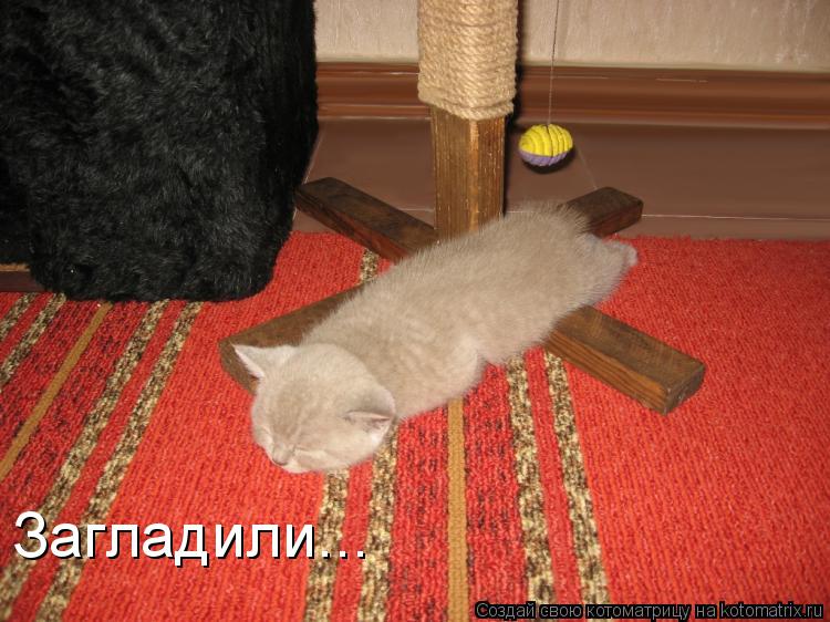 Загладили...... Котоматрица: Загладили...