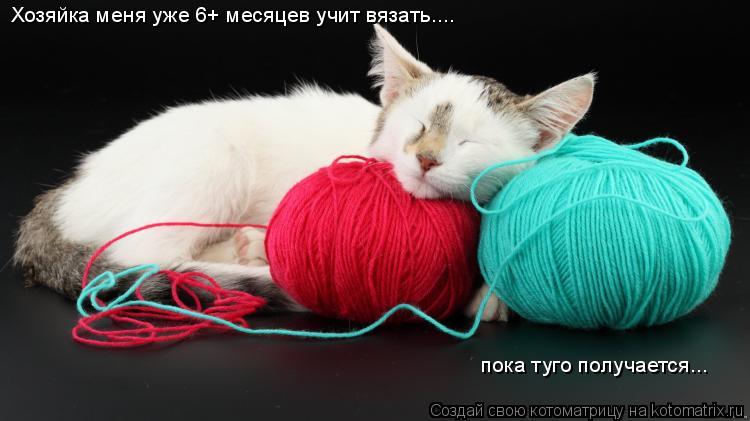 Хозяйка меня уже 6+ месяцев учит вязать.... пока туго получается...... Котоматрица: Хозяйка меня уже 6+ месяцев учит вязать.... пока туго получается...