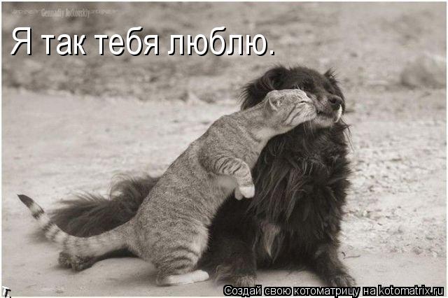 Я так тебя люблю.... Котоматрица: Я так тебя люблю.
