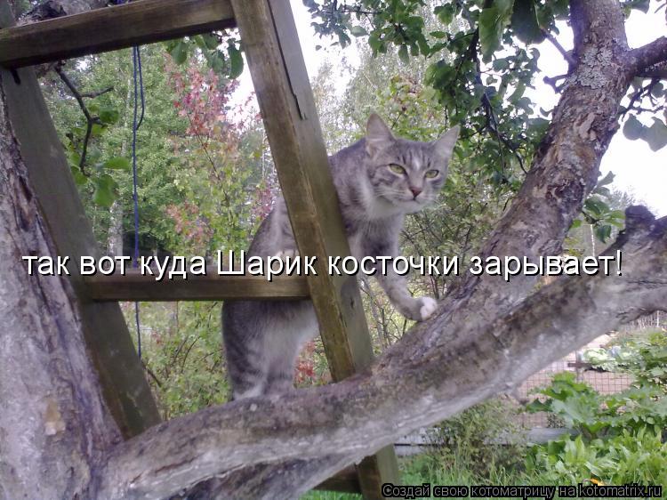 так вот куда Шарик косточки зарывает!... Котоматрица: так вот куда Шарик косточки зарывает!