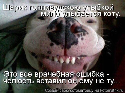 Шарик голливудскою улыбкой мило улыбается коту. Это все врачебная ошибка - челюсть вставил он ему н... Котоматрица: Шарик голливудскою улыбкой мило улыбается коту. Это все врачебная ошибка - челюсть вставил он ему не ту...