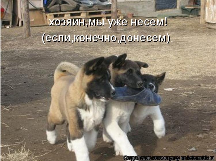 хозяин,мы уже несем! (если,конечно,донесем)... Котоматрица: хозяин,мы уже несем! (если,конечно,донесем)