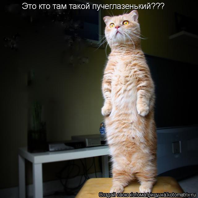 Это кто там такой пучеглазенький???... Котоматрица: Это кто там такой пучеглазенький???