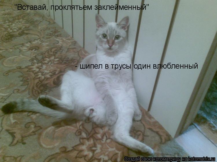 "Вставай, проклятьем заклейменный" - шипел в трусы один влюбленный... Котоматрица: "Вставай, проклятьем заклейменный" - шипел в трусы один влюбленный