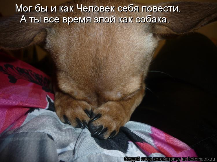 Мог бы и как Человек себя повести. А ты все время злой как собака.... Котоматрица: Мог бы и как Человек себя повести. А ты все время злой как собака.