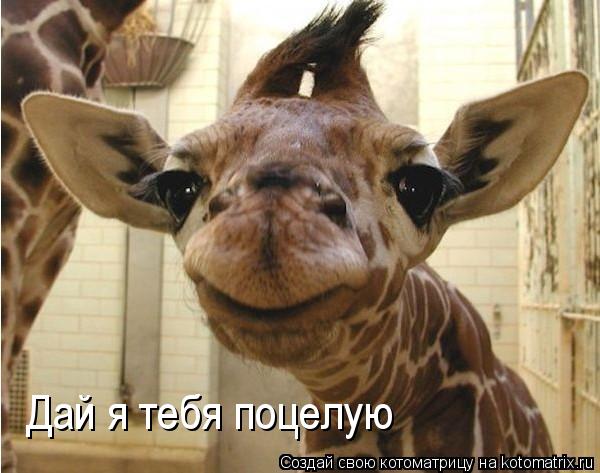 Дай я тебя поцелую... Котоматрица: Дай я тебя поцелую