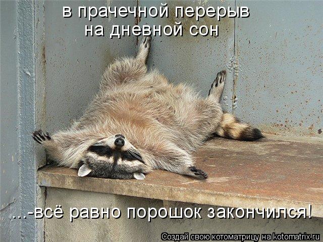 в прачечной перерыв на дневной сон ...-всё равно порошок закончился!... Котоматрица: в прачечной перерыв на дневной сон ...-всё равно порошок закончился!