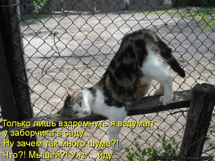 Только лишь вздремнуть я вздумал у заборчика в саду….. Ну зачем так много шума?! Что?! Мышей?! Уже..…... Котоматрица: Только лишь вздремнуть я вздумал у заборчика в саду….. Ну зачем так много шума?! Что?! Мышей?! Уже..… иду…..