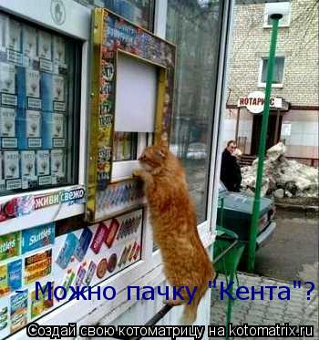 - Можно пачку "Кента"?... Котоматрица: - Можно пачку "Кента"?
