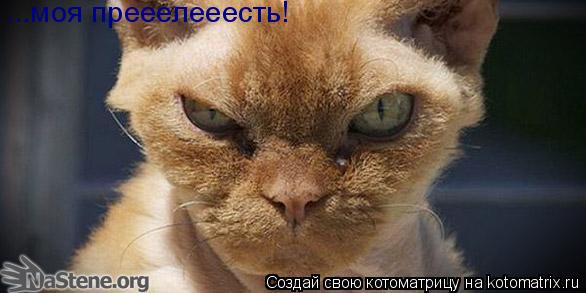 ...моя прееелееесть!... Котоматрица: ...моя прееелееесть!