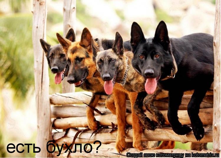 есть бухло?... Котоматрица: есть бухло?