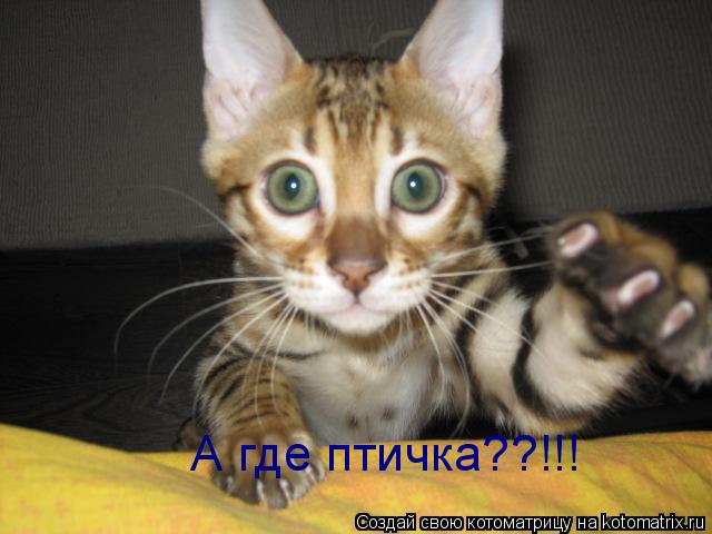 А где птичка??!!!... Котоматрица: А где птичка??!!!