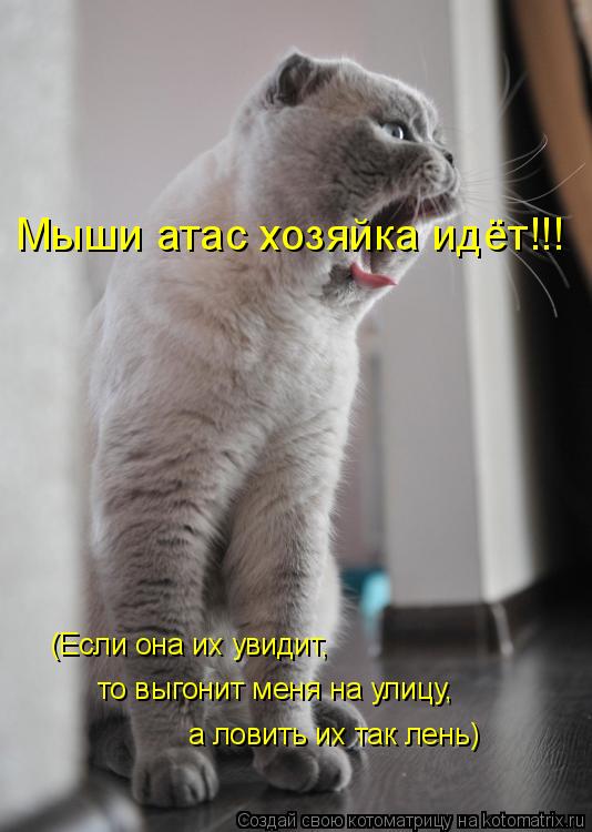 Мыши атас хозяйка идёт!!! (Если она их увидит, то выгонит меня на улицу, а ловить их так лень)... Котоматрица: Мыши атас хозяйка идёт!!! (Если она их увидит, то выгонит меня на улицу, а ловить их так лень)