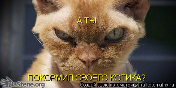 А ТЫ ПОКОРМИЛ СВОЕГО КОТИКА?... Котоматрица: А ТЫ ПОКОРМИЛ СВОЕГО КОТИКА?