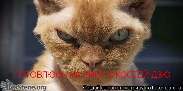 ГОТОВЛЮСЬ НА РИНГ С КОСТЕЙ ДЗЮ... Котоматрица: ГОТОВЛЮСЬ НА РИНГ С КОСТЕЙ ДЗЮ