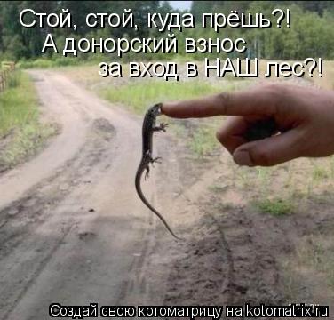Стой, стой, куда прёшь?! А донорский взнос за вход в НАШ лес?!... Котоматрица: Стой, стой, куда прёшь?! А донорский взнос за вход в НАШ лес?!