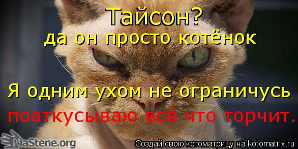 Тайсон? да он просто котёнок Я одним ухом не ограничусь поаткусываю всё что торчит. Тайсон?... Котоматрица: Тайсон? да он просто котёнок Я одним ухом не ограничусь поаткусываю всё что торчит. Тайсон?