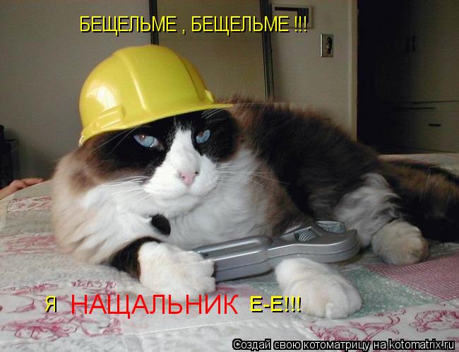 БЕЩЕЛЬМЕ , БЕЩЕЛЬМЕ !!! Я НАЩАЛЬНИК Е-Е!!!... Котоматрица: БЕЩЕЛЬМЕ , БЕЩЕЛЬМЕ !!! Я НАЩАЛЬНИК Е-Е!!!