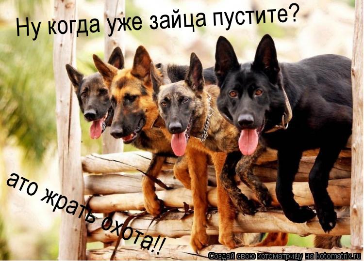 Ну когда уже зайца пустите? ато жрать охота!!... Котоматрица: Ну когда уже зайца пустите? ато жрать охота!!