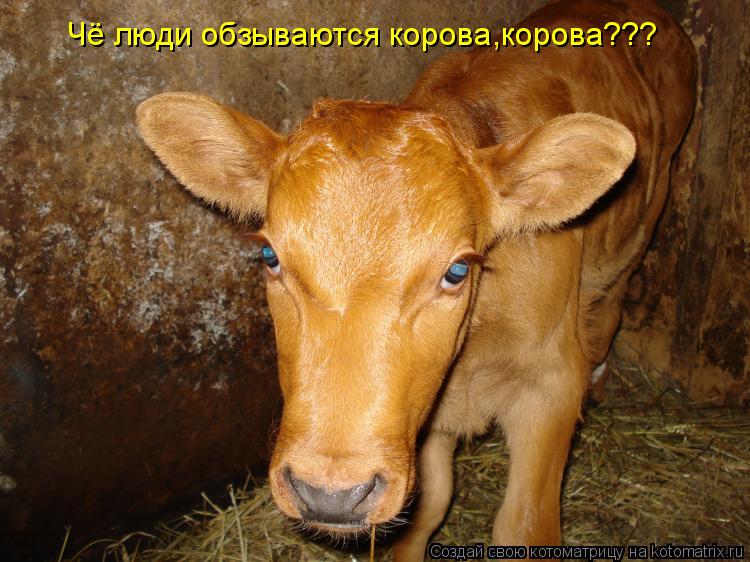 Котоматрица: Чё люди обзываются корова,корова???