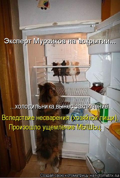 Эксперт Мурзиков на вскрытии... ...холодильника,вынес заключение. Вследствие несварения (хозяйкой пищ... Котоматрица: Эксперт Мурзиков на вскрытии... ...холодильника,вынес заключение. Вследствие несварения (хозяйкой пищи), Произошло ущемление МЫШЬц.