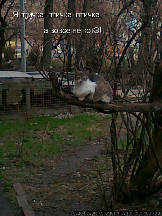 Я птичка, птичка, птичка а вовсе не котЭ! ,... Котоматрица: Я птичка, птичка, птичка а вовсе не котЭ! ,