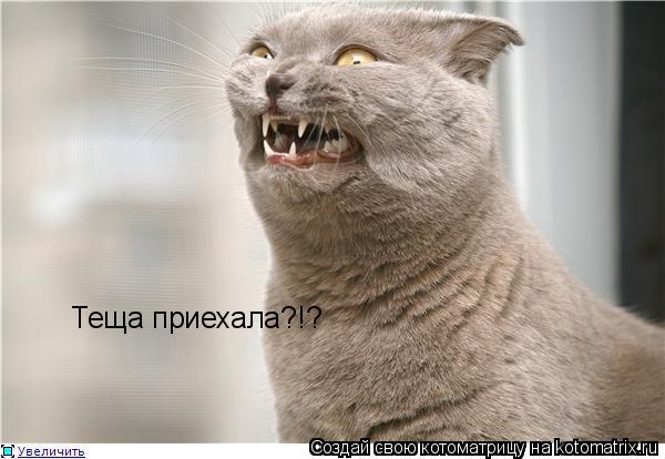 Теща приехала?!?... Котоматрица: Теща приехала?!?