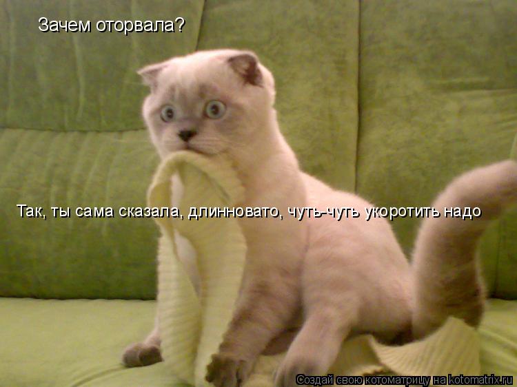 Зачем оторвала? Так, ты сама сказала, длинновато, чуть-чуть укоротить надо... Котоматрица: Зачем оторвала? Так, ты сама сказала, длинновато, чуть-чуть укоротить надо