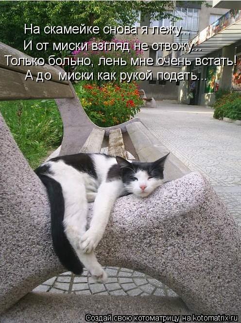 На скамейке снова я лежу... И от миски взгляд не отвожу... Только больно, лень мне очень встать! А до... Котоматрица: На скамейке снова я лежу... И от миски взгляд не отвожу... Только больно, лень мне очень встать! А до миски как рукой подать...