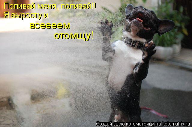 Поливай меня, поливай!! Я выросту и всеееем отомщу!... Котоматрица: Поливай меня, поливай!! Я выросту и всеееем отомщу!