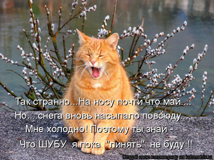 Так странно...На носу почти что май.... Но....снега вновь насыпало повсюду... Мне холодно! Поэтому ты... Котоматрица: Так странно...На носу почти что май.... Но....снега вновь насыпало повсюду... Мне холодно! Поэтому ты знай - Что ШУБУ я пока "линять" не буду !!