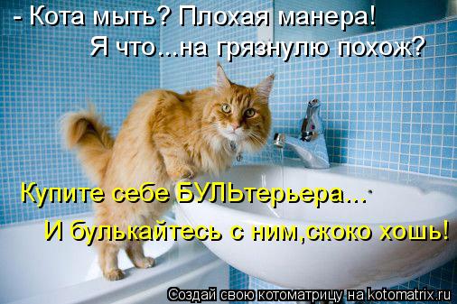- Кота мыть? Плохая манера! Я что...на грязнулю похож? Купите себе БУЛЬтерьера... И булькайтесь с ним... Котоматрица: - Кота мыть? Плохая манера! Я что...на грязнулю похож? Купите себе БУЛЬтерьера... И булькайтесь с ним,скоко хошь!